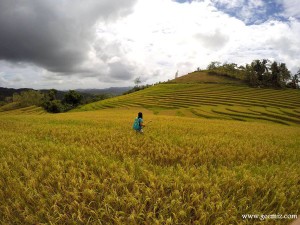 Candijay Rice Terraces