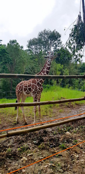 cebu safari giraffe