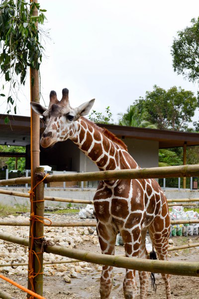 Cebu Safari Adventure Park - Philippines Biggest Open Zoo